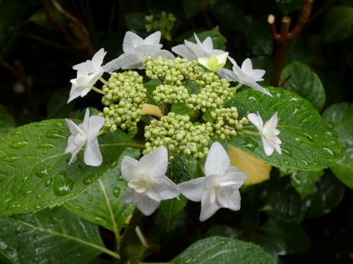 紫陽花