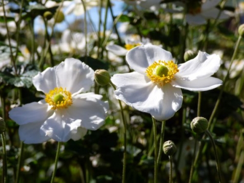 この時期に咲く花