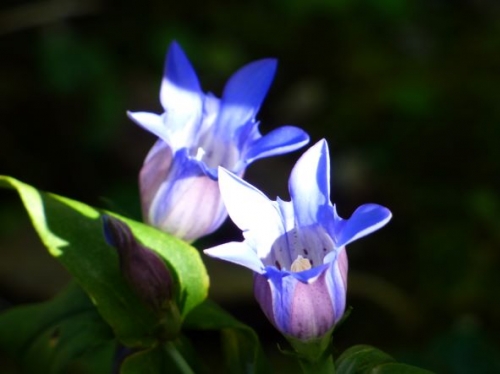 この時期に咲く花