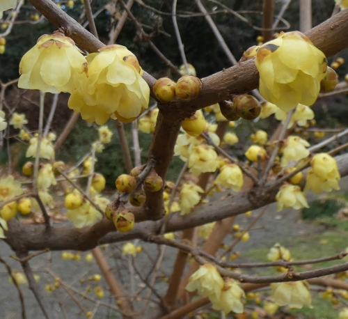 真冬の花便り