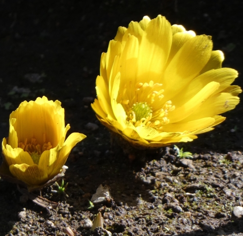 真冬の花便り